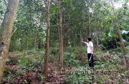 Khi đất rừng có chủ, người dân sẽ yên tâm sản xuất.
Trong ảnh: Rừng trồng tại xã Động Quan (Lục Yên).