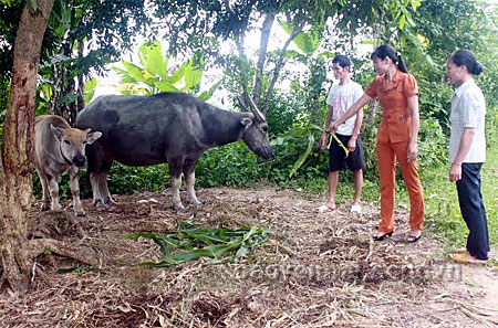 Cặp trâu mua từ nguồn vốn vay của gia đình chị Nguyễn Thị Mơ ở thôn Quyết Tiến 12, xã Đại Minh (Yên Bình).
