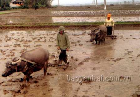 Những ngày này, trên các cánh đồng Nghĩa Lộ sôi động tiếng máy cày bừa, nhà nhà ra đồng, người người ra đồng với tinh thần khẩn trương. (Ảnh: Mạnh Cường)