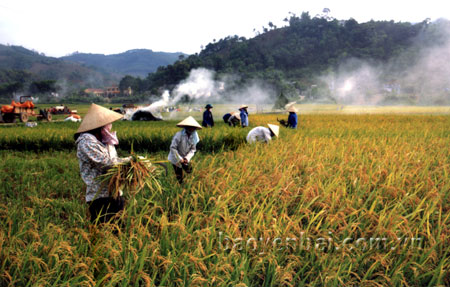 Nông dân thôn 7, xã Đại Phác (Văn Yên) thu hoạch lúa xuân.
(Ảnh: Thanh Miền)