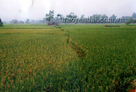 Đến nay, Nghĩa Lợi có 80% diện tích lúa gieo cấy bằng các giống lúa có chất lượng, năng suất cao.
