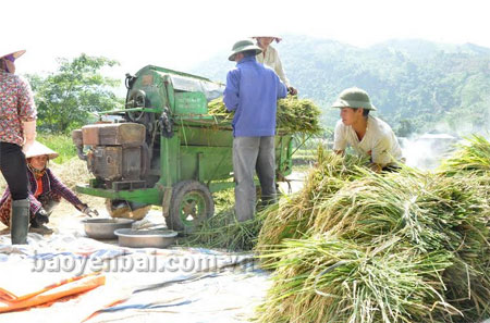 Nông dân xã Mỏ Vàng thu hoạch lúa đông xuân.