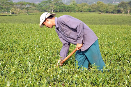 Nhờ cải tạo giống chè cũ bằng chè lai LDP1 và chăm sóc tốt, năng suất chè nhà anh Nguyễn Văn Hồng đã đạt 17 tấn/ha.