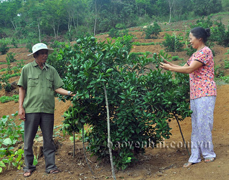 Khai thác tiềm năng đất đai để trồng cây ăn quả là một trong những thế mạnh kinh tế của Yên Bái, đang được nhiều hội viên cựu chiến binh tập trung khai thác.