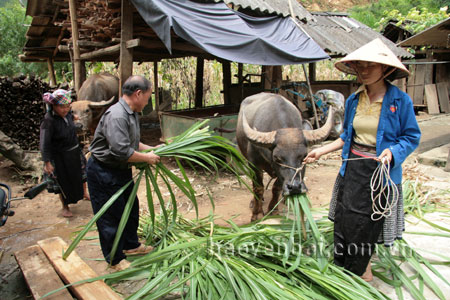 Chăn nuôi đại gia súc giúp gia đình ông Giàng A Chinh thoát nghèo.
