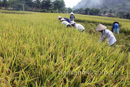 Nông dân huyện Lục Yên thu hoạch lúa đông xuân.