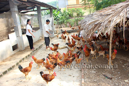 Cơ sở chăn nuôi gia cầm của gia đình chị Nguyễn Thị Chanh, thôn 2, xã Văn Phú, thành phố Yên Bái.
