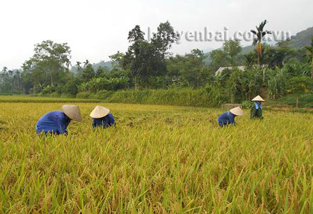 Nông dân Lục Yên thu hoạch lúa chiêm xuân.
(Ảnh: minh họa)
