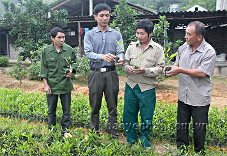 Hội viên thị trấn trao đổi kinh nghiệm ươm giống cây keo lai.