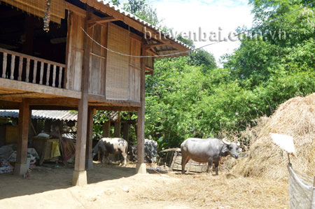 Tập quán nuôi nhốt gia súc dưới gầm sàn, cạnh nhà vẫn còn tồn tại ở một số địa phương vùng cao.
