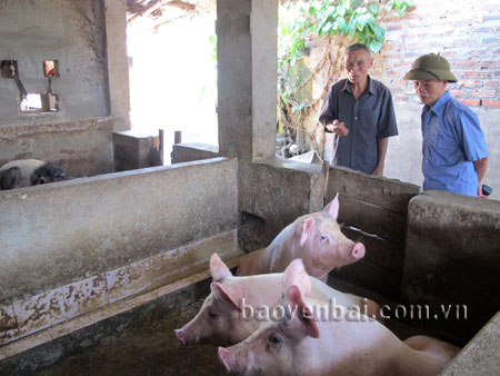 Cụ Nguyễn Văn Tới (bên phải) trao đổi kinh nghiệm chăn nuôi với các cụ cùng làm nghề chăn nuôi.