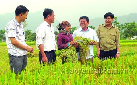 Đồng chí Trần Văn Mộc - Bí thư Huyện ủy Văn Chấn (thứ hai, phải sang) thăm hỏi nông dân đang thu hoạch lúa chất lượng cao tại xã Thanh Lương. (Ảnh: Minh Tuấn)