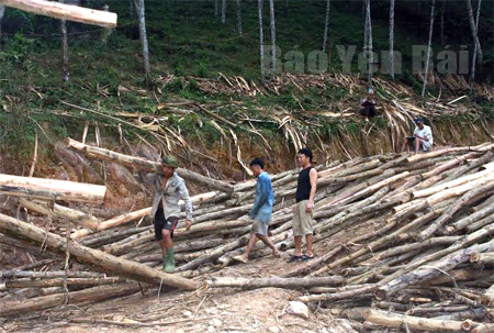 Người dân xã Lương Thịnh, huyện Trấn Yên khai thác gỗ rừng trồng.