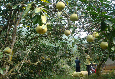 Giống cây ăn quả có múi đã được hỗ trợ 400ha. Ảnh minh họa