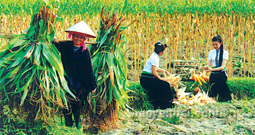 7/7 xã, phường sẽ chuyên canh ngô đặc sản. Ảnh minh họa