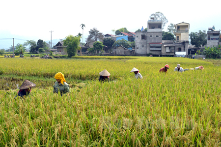 Nông dân thị xã Nghĩa Lộ khẩn trương thu hoạch lúa xuân.