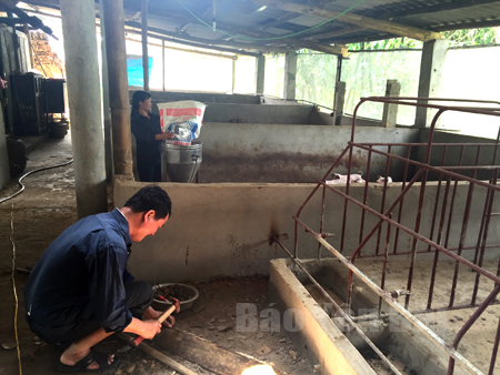 Mạnh dạn mở rộng chăn nuôi, nhưng vợ chồng ông Hoàng Đình Hạnh, thôn 14, xã Đại Lịch luôn chú trọng vệ sinh chuồng trại, có hầm Biogas đúng tiêu chuẩn.