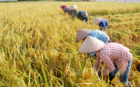 Nông dân Văn Chấn đang tập trung thu hoạch lúa xuân, năng suất ước đạt 60 tạ/ha, riêng vùng cánh đồng Mường Lò ước đạt 70 tạ/ha.