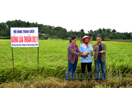 Chị Hoàng Thị Toàn (ngoài cùng bên trái) trao đổi với các hộ dân về giống lúa thuần DQ11.