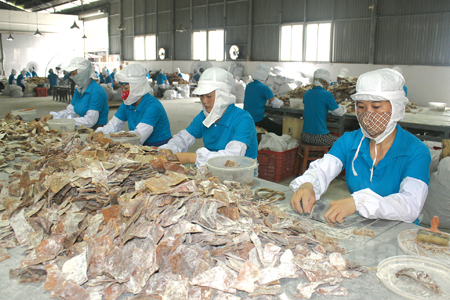 Công nhân Công ty cổ phần Yên Thành tuyển chọn sản phẩm măng khô xuất khẩu sang Nhật Bản.
