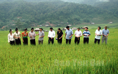 Lãnh đạo huyện Trạm Tấu kiểm tra các giống lúa năng suất, chất lượng cao đang được đưa vào sản xuất.