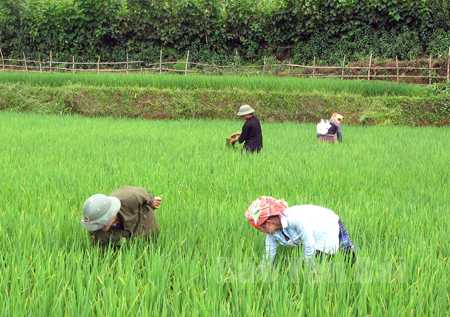 Nhờ các chính sách hỗ trợ, đồng bào vùng cao tích cực khai hoang ruộng nước, áp dụng tiến bộ kỹ thuật thâm canh, tăng năng suất.