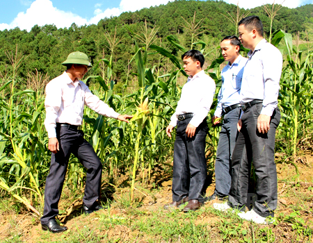 Cán bộ nông nghiệp huyện Trạm Tấu kiểm tra tình hình sinh trưởng của cây ngô theo phương pháp canh tác bền vững trên đất dốc.