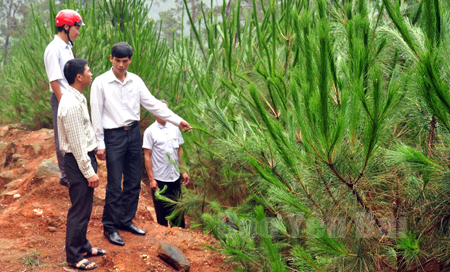 Lãnh đạo Ban Quản lý rừng phòng hộ huyện Trạm Tấu và xã Bản Công kiểm tra sự phát triển của rừng tái sinh trên địa bàn.
