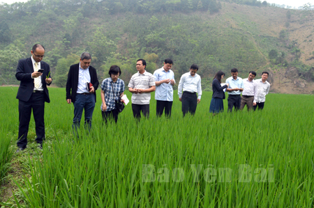 Đoàn công tác của Công ty TNHH Seibu Nousan Việt Nam khảo sát thực địa tại vùng sản xuất lúa hàng hóa xã Đông Cuông.