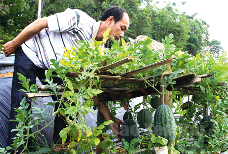 Dưa hấu trồng tại Xuân Lai cho năng suất đạt từ 1,5 - 2 tấn/sào.