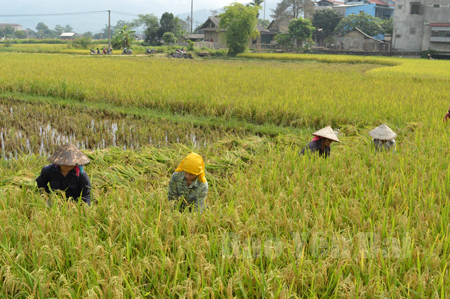 Nông dân xã Sơn A, huyện Văn Chấn thu hoạch lúa xuân.