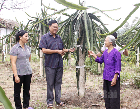Bí thư Đảng ủy, Chủ tịch UBND xã Minh Quân – Lê Đức Bắc trao đổi với bà con về cách chăm sóc cây thanh long ruột đỏ tại địa phương.