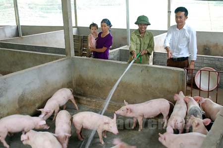 Mô hình nuôi lợn hàng hóa của gia đình anh Lương Bá Thủy, thôn 5 Cây Cọ, xã Đại Đồng, huyện Yên Bình cho hiệu quả kinh tế cao.

