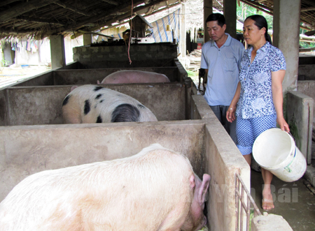 Nữ đảng viên Đỗ Thị Thuyết ở Chi bộ thôn Đồng Phú A chăm sóc đàn lợn của gia đình.