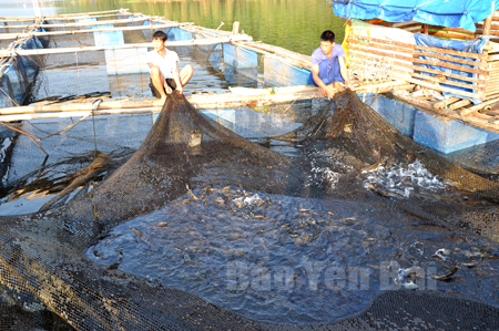 Nuôi cá lồng trên hồ Thác Bà là thế mạnh của huyện Yên Bình.
