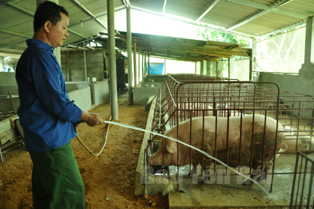Mô hình chăn nuôi lợn của gia đình anh Hoàng Đình Hạnh - thôn 14, xã Đại Lịch cho thu nhập trên 100 triệu đồng mỗi năm.
