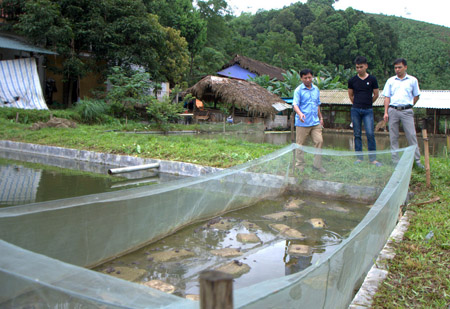 Kỹ thuật nuôi ếch trong vèo  trại cá giống nước ngọt Quang Nguyên