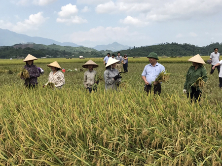 Lãnh đạo huyện Văn Yên trao đổi với nông dân xã An Thịnh về việc thu hoạch lúa đông xuân.