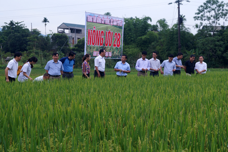 Các đại biểu tham quan mô hình lúa Nông ưu 28 ở cánh đồng Mỏ thị trấn Yên Thế.