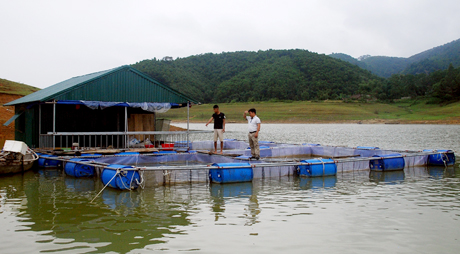 Nông dân xã Phúc Ninh nuôi cá lồng trên hồ Thác Bà.