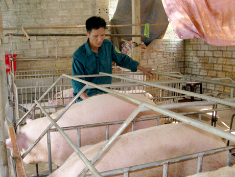 Nguyễn Kim Đồng chăm sóc đàn lợn của gia đình.
