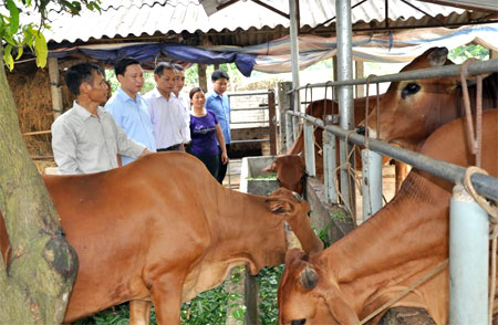 Lãnh đạo Huyện ủy Văn Yên (thứ 2 bên trái) thăm mô hình chăn nuôi bò bán công nghiệp của nông dân xã Mậu Đông.
