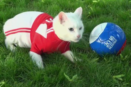 Chú mèo Achilles sẽ dự đoán các trận đấu ở World Cup 2018.