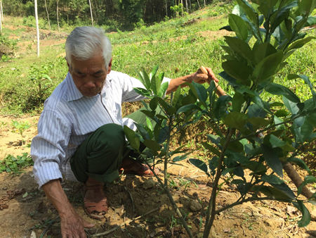 Ông Triệu Văn Sượi chăm sóc diện tích bưởi da xanh mới trồng.
