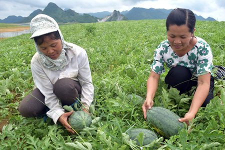 Vụ này, gia đình chị Tô Thị Hương (bên trái) trồng 10 sào dưa hấu Hoàn Châu.