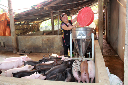 Chị Trương Thị Hà chăm sóc đàn lợn.