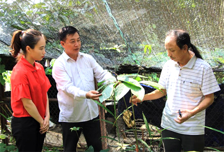 Lương y Vũ Văn Tuyến (bên phải) giới thiệu cây thuốc quý tại vườn dược liệu.