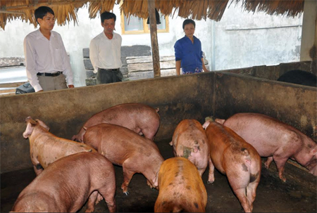 Mô hình nuôi lợn mang lại hiệu quả kinh tế cao của nông dân phường Hợp Minh, thành phố Yên Bái.
