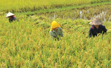 Nông dân Văn Chấn thu hoạch lúa xuân.
