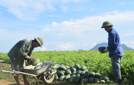 Trưởng thôn 1 Hoàng Minh Tuấn (bên phải) thăm hộ anh Nông Minh Hạnh vụ đầu thu hoạch khoảng 10 tấn dưa hấu.